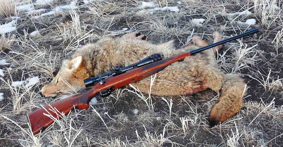 Mike’s primary use for his Remington Model 700 ADL .222 Remington Magnum is shooting predators lurking about his property.